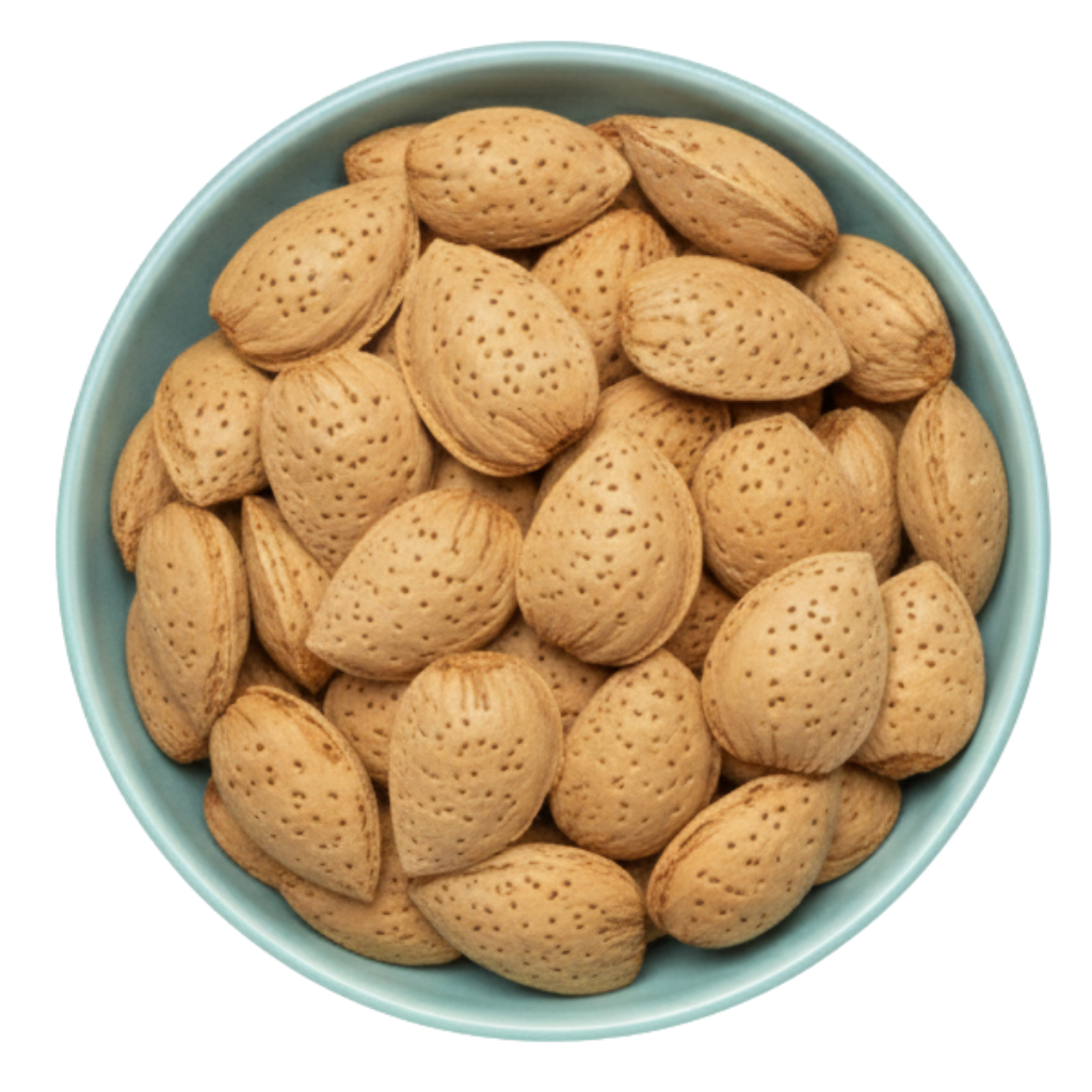 Almond Shelled Afghan (Afghanistan)